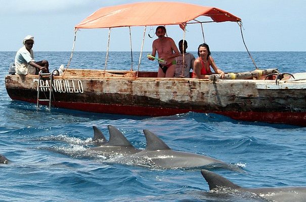 Swim with Wild Dolphins in Zanzibar 2